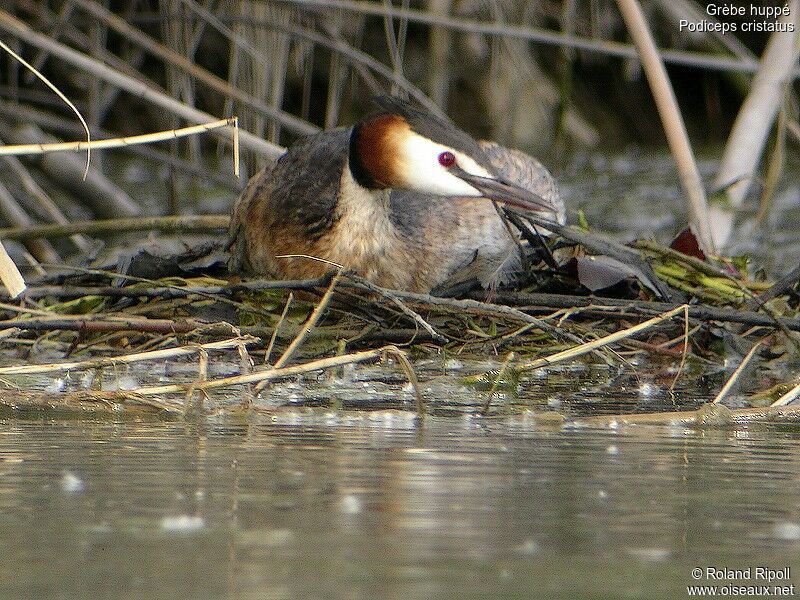 Great Crested Grebe female adult breeding