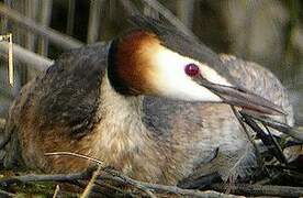 Great Crested Grebe