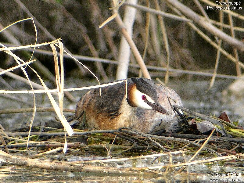 Great Crested Grebe female adult breeding