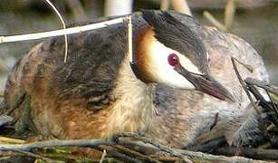 Great Crested Grebe