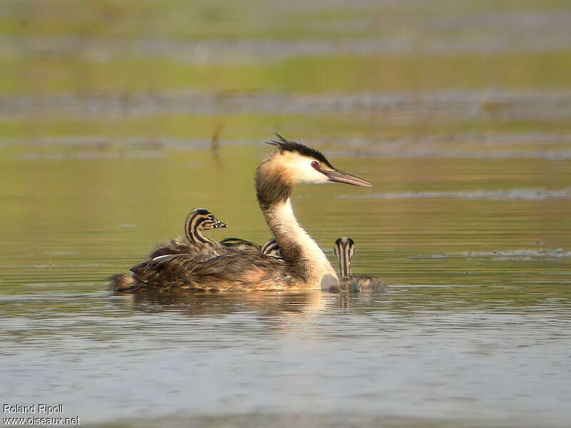 Great Crested Grebe