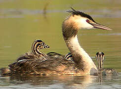 Great Crested Grebe