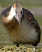 Great Crested Grebe