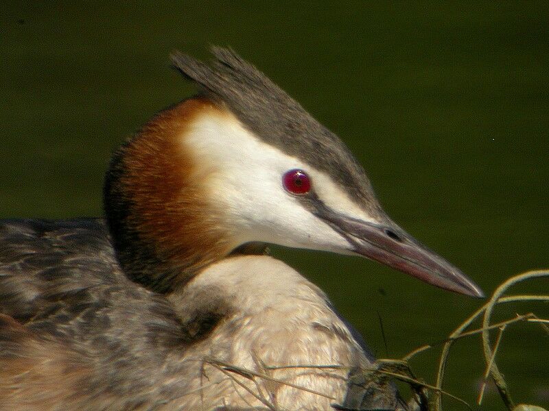 Great Crested Grebe