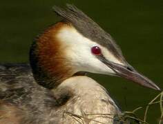 Great Crested Grebe