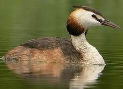 Great Crested Grebe