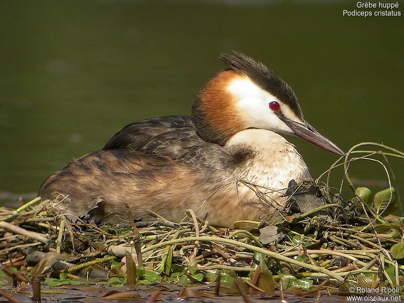 Great Crested Grebeadult breeding