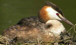 Great Crested Grebe