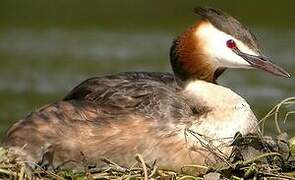 Great Crested Grebe