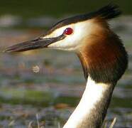 Great Crested Grebe