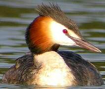 Great Crested Grebe