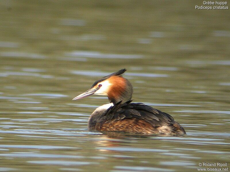 Great Crested Grebeadult breeding