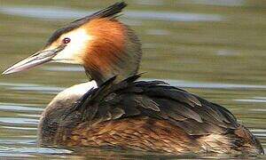 Great Crested Grebe