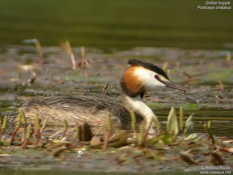 Great Crested Grebeadult breeding