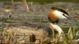 Great Crested Grebe