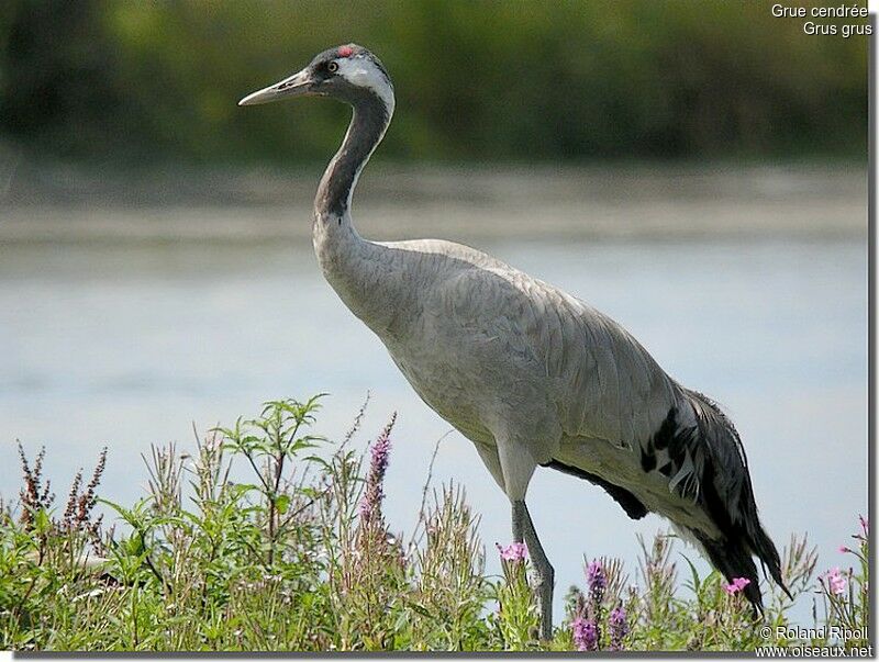 Common Crane