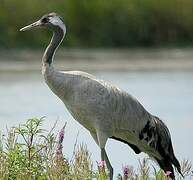 Common Crane