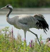 Common Crane