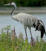 Common Crane