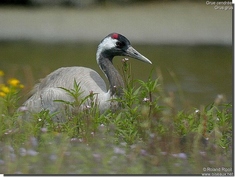 Common Crane