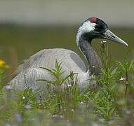 Common Crane