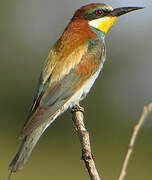 European Bee-eater