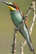 European Bee-eater