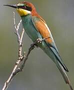 European Bee-eater