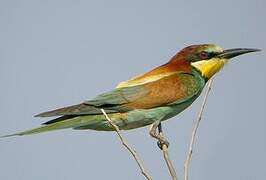 European Bee-eater