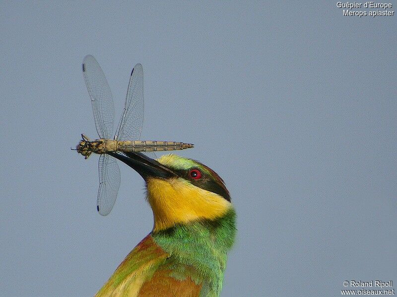 European Bee-eateradult breeding