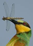 European Bee-eater