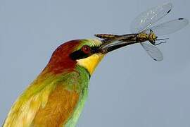 European Bee-eater