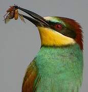 European Bee-eater