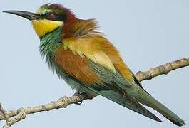 European Bee-eater