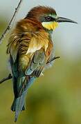 European Bee-eater