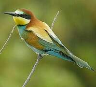 European Bee-eater