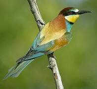 European Bee-eater