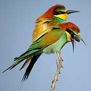 European Bee-eater