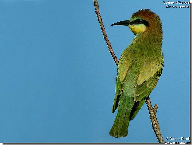 Guêpier d'Europejuvénile, identification