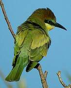 European Bee-eater