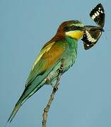 European Bee-eater