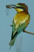 European Bee-eater