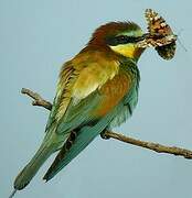 European Bee-eater