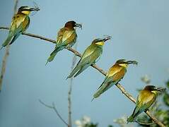 European Bee-eater