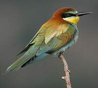 European Bee-eater