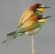 European Bee-eater