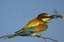 European Bee-eater