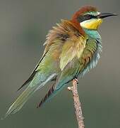 European Bee-eater