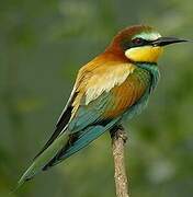 European Bee-eater