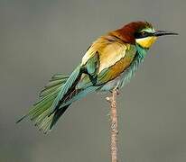 European Bee-eater